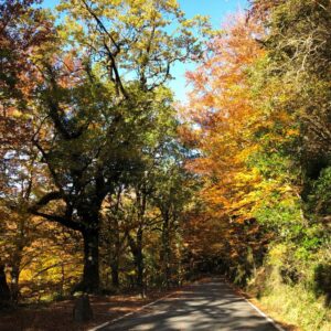 Caminhada pela Mata de Albergaria